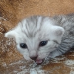 Mau silver Male DOB 12-23-21