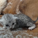 Mau silver Male DOB 12-23-21