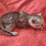 Mau silver Male DOB 12-23-21