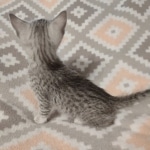 Reilly Mau silver Male DOB 12-23-21