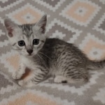 Reilly Mau silver Male DOB 12-23-21