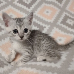 Reilly Mau silver Male DOB 12-23-21