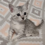 Mau silver Male DOB 12-23-21