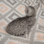 Mau silver Male DOB 12-23-21