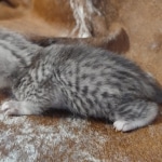 Mau silver Male DOB 12-23-21