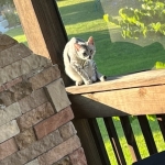 Reilly Mau silver Male DOB 12-23-21