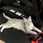 Reilly Mau silver Male DOB 12-23-21