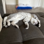 Reilly Mau silver Male DOB 12-23-21