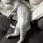 Reilly Mau silver Male DOB 12-23-21