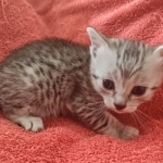 Mau silver Male DOB 12-23-21