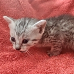 Mau silver Male DOB 12-23-21