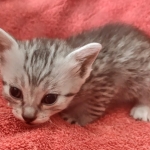 Mau silver Male DOB 12-23-21