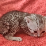 Mau silver Male DOB 12-23-21