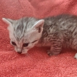 Mau silver Male DOB 12-23-21