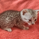 Mau silver Male DOB 12-23-21