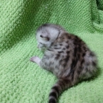 Mau, silver , male , dob 2-14-19