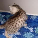 Mau, silver , male , dob 2-14-19
