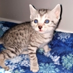 Mau, silver , male , dob 2-14-19