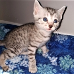 Mau, silver , male , dob 2-14-19