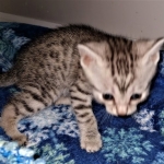Mau, silver , male , dob 2-14-19