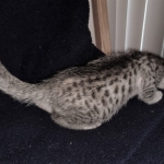 Mau, silver , male , dob 2-14-19