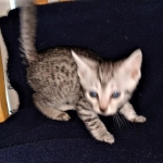 Mau, silver , male , dob 2-14-19