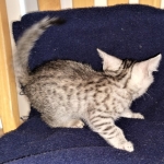 Mau, silver , male , dob 2-14-19