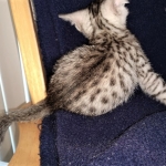 Mau, silver , male , dob 2-14-19