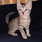 Mau, silver , male , dob 2-14-19