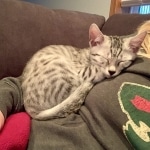 Kevin, Mau, silver , male , dob 2-14-19