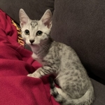 Kevin, Mau, silver , male , dob 2-14-19