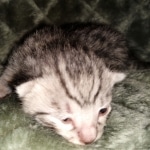 Mau, Silver, Male, DOB 2-17-20