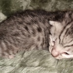 Mau, Silver, Male, DOB 2-17-20