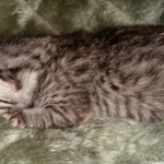 Mau, Silver, Male, DOB 2-17-20