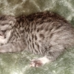 Mau, Silver, Male, DOB 2-17-20