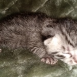 Mau, Silver, Male, DOB 2-17-20