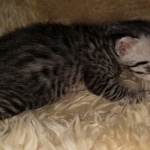 Mau, Silver, Male, DOB 2-17-20