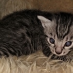 Mau, Silver, Male, DOB 2-17-20