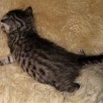 Mau, Silver, Male, DOB 2-17-20