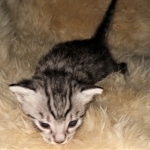 Mau, Silver, Male, DOB 2-17-20