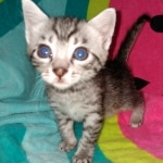 Mau, Silver, Male, DOB 2-17-20