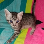 Mau, Silver, Male, DOB 2-17-20