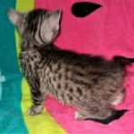 Mau, Silver, Male, DOB 2-17-20