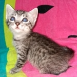 Mau, Silver, Male, DOB 2-17-20