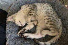 Kian, Egyptian Mau, Silver, Male #1 DOB 3-1-19