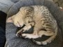 Kian, Egyptian Mau, Silver, Male #1 DOB 3-1-19