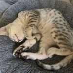 Kian,Mau, silver, male DOB 3-1-19