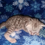 Mau, silver, male DOB 3-1-19