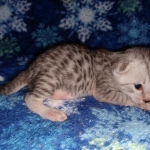 Mau, silver, male DOB 3-1-19