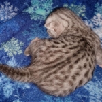 Mau, silver, male DOB 3-1-19